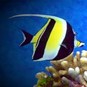 Angelfish taken w/ digital still   Northern Marianas by Martin Dalsaso 